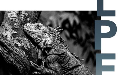 Focus d’avril 2021 : Warrant et autres animaux !