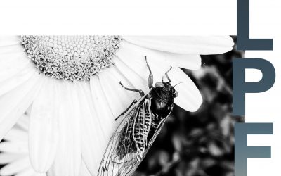 Billet d’humeur de mai 2023 : Mai fais ce qu’il te plaît !